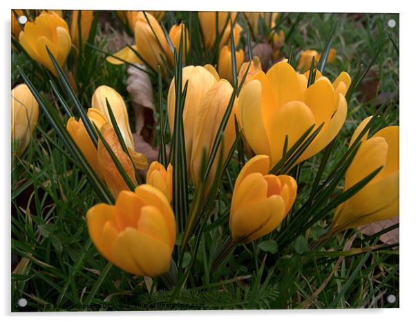 Spring yellow Crocuses Acrylic by Robert Gipson