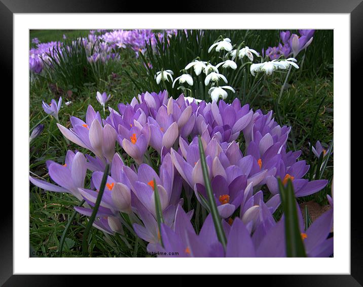 Spring flowers, crocus, snowdrops. Framed Mounted Print by Robert Gipson
