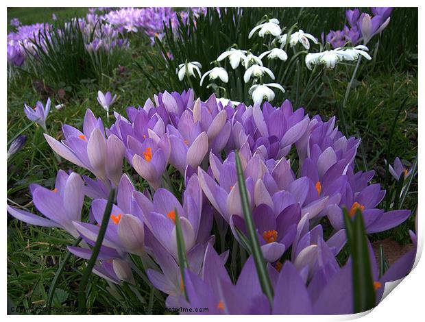 Spring flowers, crocus, snowdrops. Print by Robert Gipson