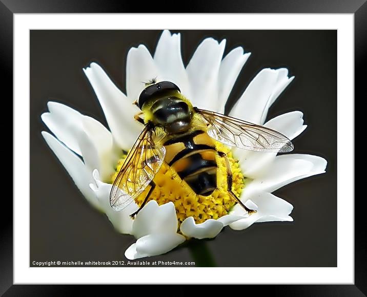 Busy working hard Framed Mounted Print by michelle whitebrook