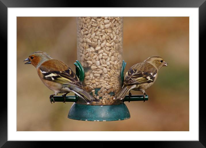 finches feeding Framed Mounted Print by jane dickie