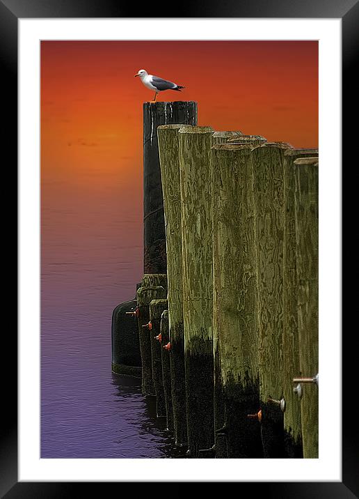 WATCHING THE SUNSET Framed Mounted Print by Tom York