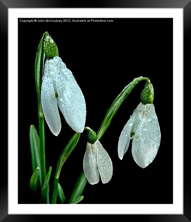 Rain Drops on Snowdrops Framed Mounted Print by John McCoubrey