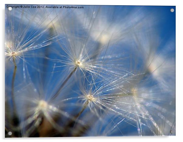 Dandelion Seed Head Acrylic by Julie Coe