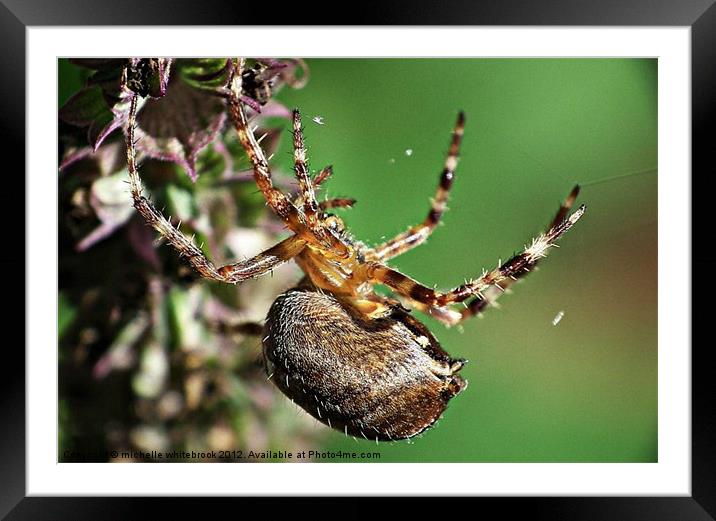 Spider spider Framed Mounted Print by michelle whitebrook
