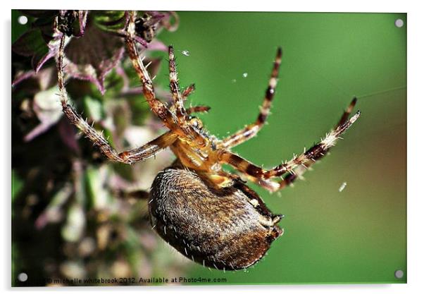 Spider spider Acrylic by michelle whitebrook