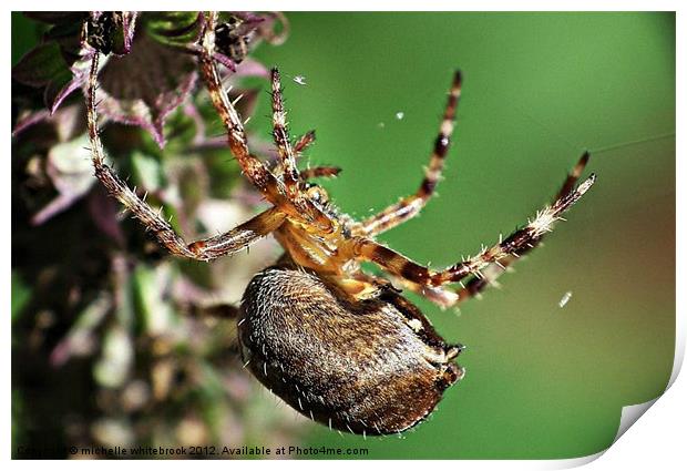 Spider spider Print by michelle whitebrook