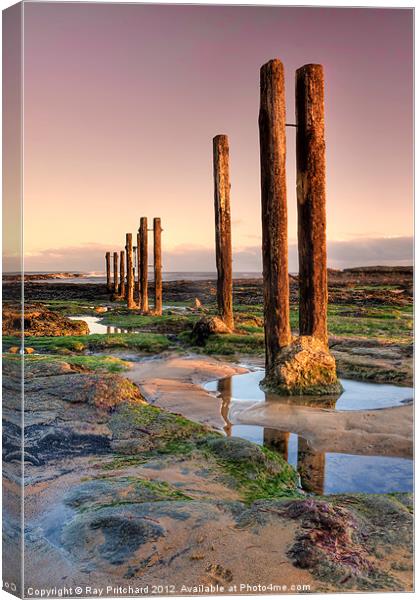 Old Posts Canvas Print by Ray Pritchard