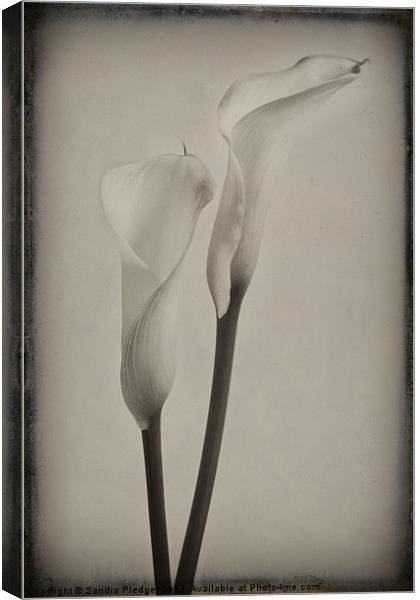 Vintage Lilies Canvas Print by Sandra Pledger