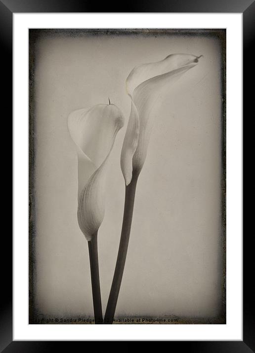 Vintage Lilies Framed Mounted Print by Sandra Pledger