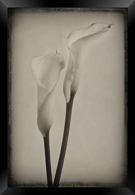 Vintage Lilies Framed Print by Sandra Pledger