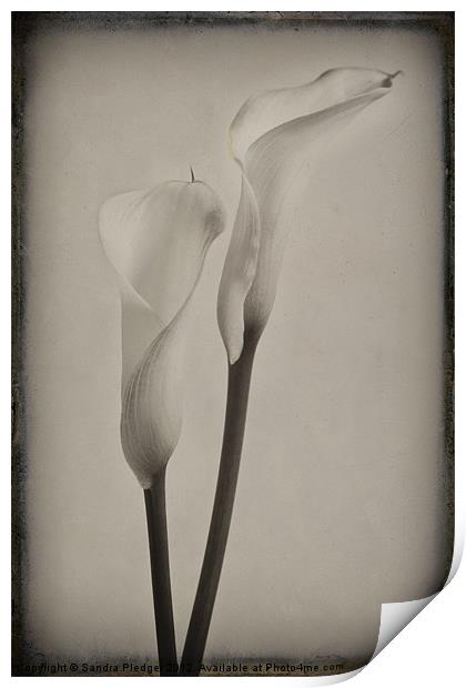 Vintage Lilies Print by Sandra Pledger