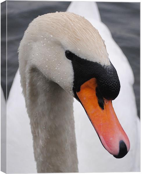 Swan Close up Canvas Print by Paul Holman Photography
