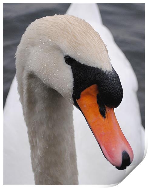 Swan Close up Print by Paul Holman Photography