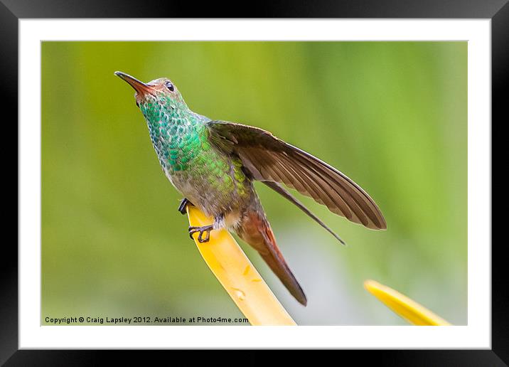 Hummingbird sitting with wing extended Framed Mounted Print by Craig Lapsley