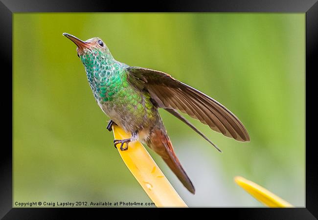 Hummingbird sitting with wing extended Framed Print by Craig Lapsley
