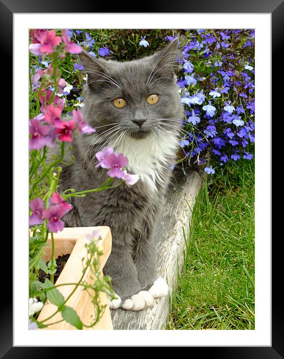 Kitten in the garden Framed Mounted Print by Emma Finbow