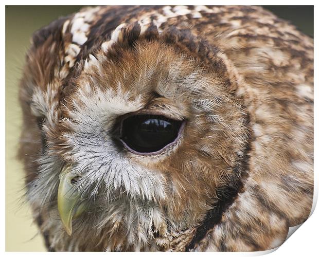 owl close up of face Print by Robert clarke