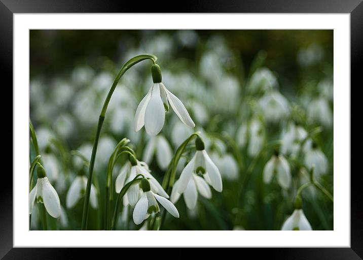 A Drift of Snowdrops Framed Mounted Print by Jacqi Elmslie
