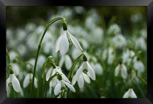 A Drift of Snowdrops Framed Print by Jacqi Elmslie