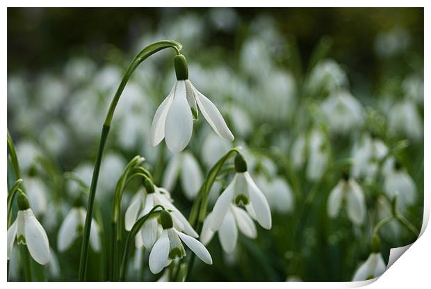 A Drift of Snowdrops Print by Jacqi Elmslie