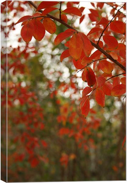 Fall Colors Canvas Print by Whitney Orr