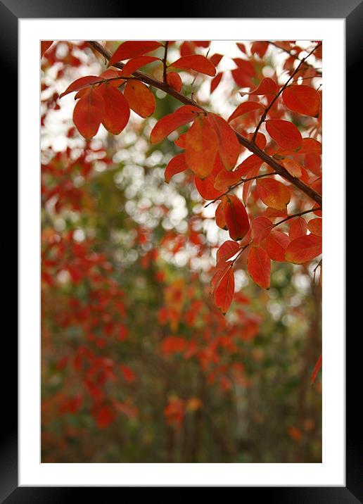 Fall Colors Framed Mounted Print by Whitney Orr