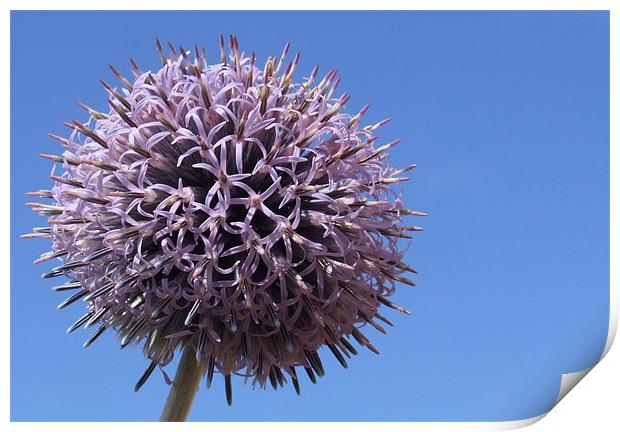 Thistle Print by andrew hall