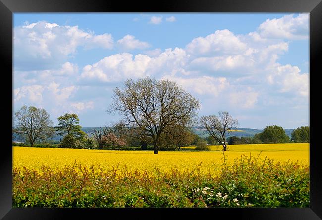 Field in East Yorkshire Framed Print by andrew hall
