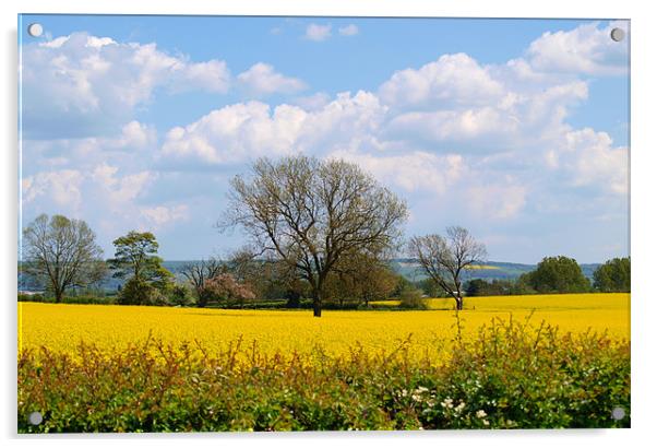 Field in East Yorkshire Acrylic by andrew hall