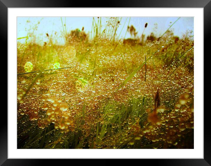 dewdrops in summer Framed Mounted Print by Andrea Hutchison