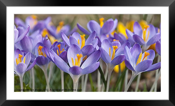 Crocus Focus Framed Mounted Print by Iain Mavin