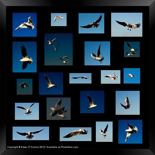 Seagulls Framed Print by Dawn O'Connor