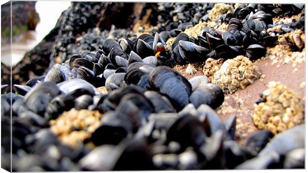 Mussels Canvas Print by barbara walsh