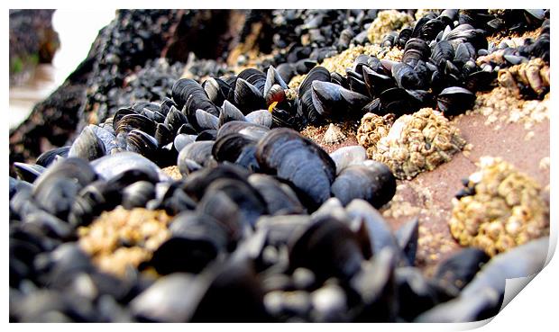 Mussels Print by barbara walsh
