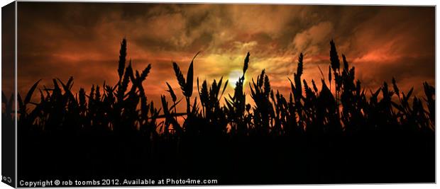 SUNSET FIELDS Canvas Print by Rob Toombs