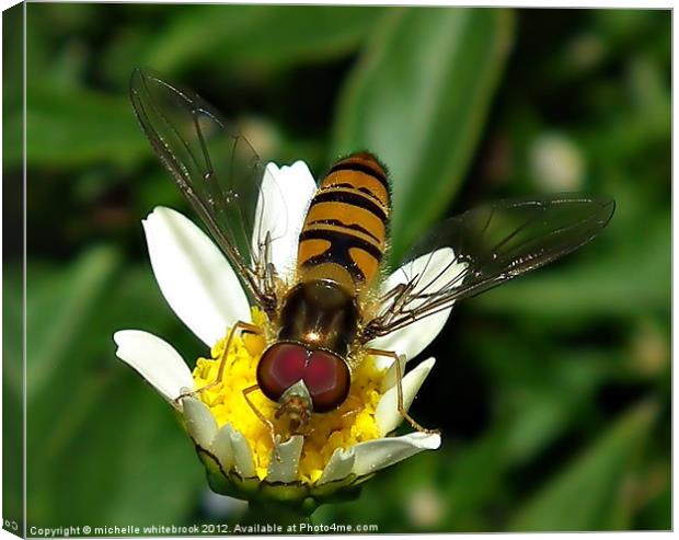 Hover fly Canvas Print by michelle whitebrook
