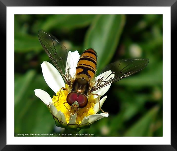 Hover fly Framed Mounted Print by michelle whitebrook