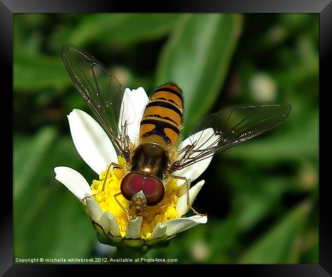 Hover fly Framed Print by michelle whitebrook