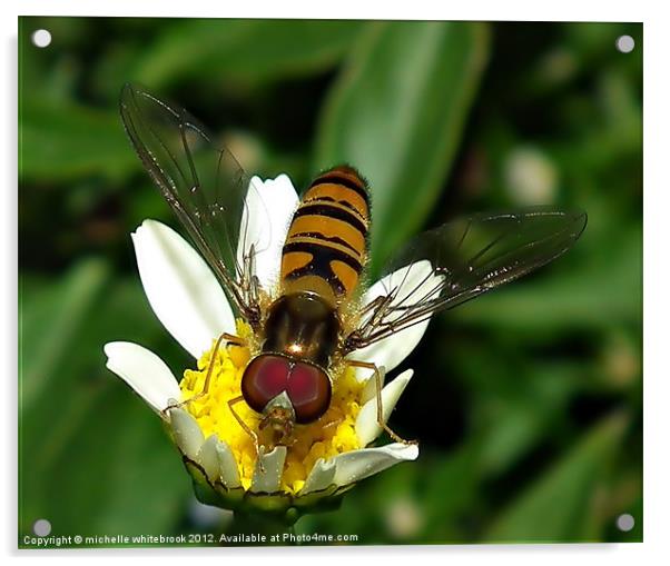 Hover fly Acrylic by michelle whitebrook