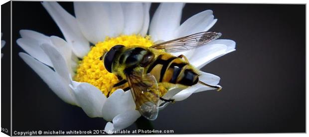 Another hoverfly Canvas Print by michelle whitebrook