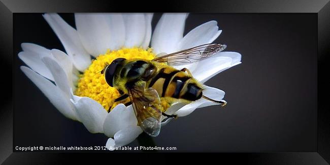 Another hoverfly Framed Print by michelle whitebrook