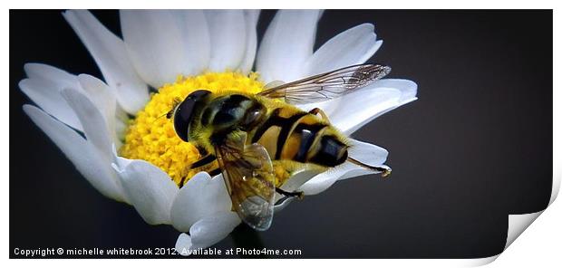 Another hoverfly Print by michelle whitebrook