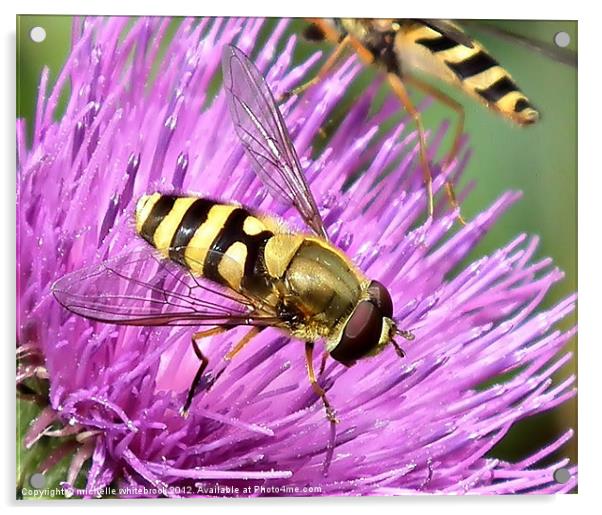 Eye eye hoverfly Acrylic by michelle whitebrook