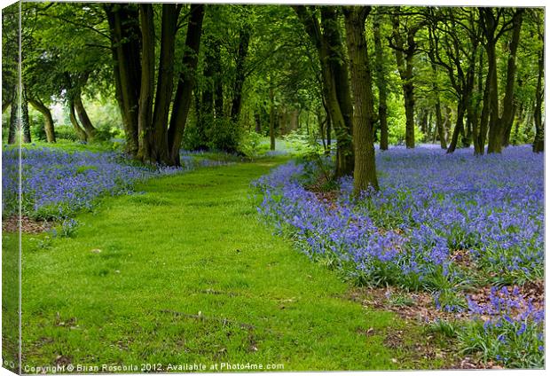 Bluebell Woods Canvas Print by Brian Roscorla