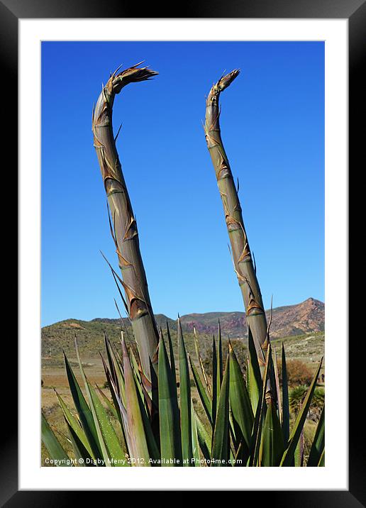 Agave Framed Mounted Print by Digby Merry