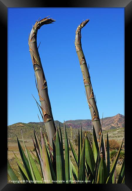 Agave Framed Print by Digby Merry