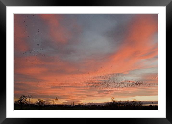 Starlings over Crewe Framed Mounted Print by Wayne Molyneux