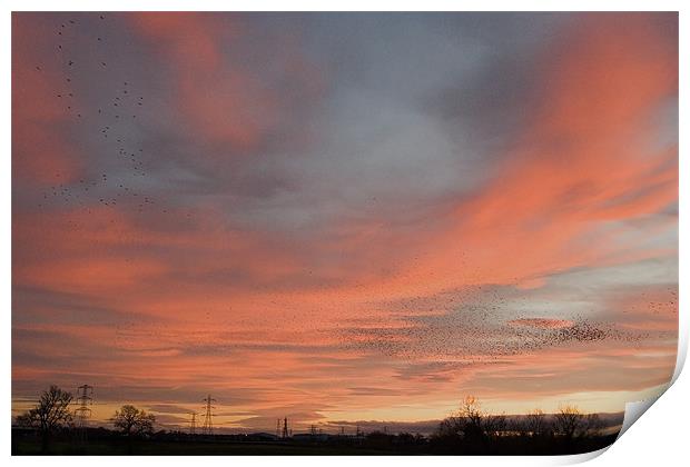 Starlings over Crewe Print by Wayne Molyneux