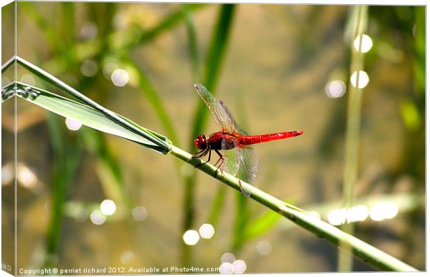 red dragonfly Canvas Print by perriet richard